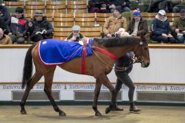 Lot  1660 TDM 6052Tattersalls