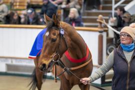 Lot  1660 TDM 6060Tattersalls