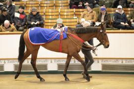 Lot  1660 TDM 6074Tattersalls