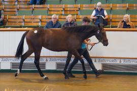 Lot  1667 TBK3 009Tattersalls