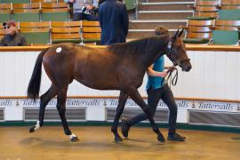 Lot  1667 TBK3 022Tattersalls