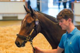 Lot  1667 TBK3 033Tattersalls