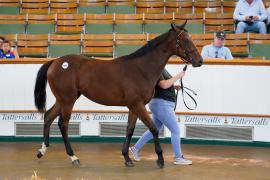 Lot  166 TSS1358Tattersalls