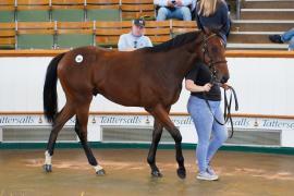 Lot  166 TSS1365Tattersalls