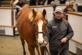 Lot  1678 TDM 6123Tattersalls