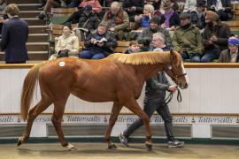 Lot  1678 TDM 6131Tattersalls