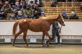 Lot  1678 TDM 6138Tattersalls