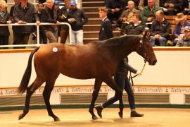 Lot  168 T B K1 5409 Tattersalls