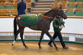 Lot  169 SHIT1313Tattersalls