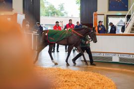 Lot  169 SHIT1334Tattersalls