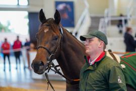 Lot  169 SHIT1379Tattersalls