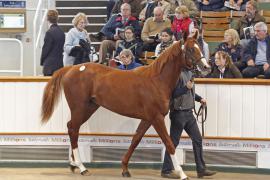 Lot  170 T O12659 Tattersalls