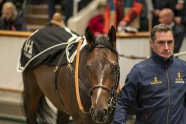 Lot  1721 TDM 6232Tattersalls