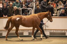 Lot  1722 TDM 6317Tattersalls