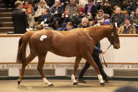 Lot  1722 TDM 6359Tattersalls