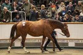 Lot  1723 TDM 6444Tattersalls