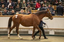 Lot  1723 TDM 6487Tattersalls