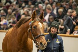 Lot  1723 TDM 6506Tattersalls