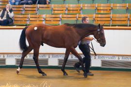 Lot  1724 TBK3 230Tattersalls