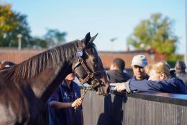 Lot  1726 And Dr Bridget Drew TBK3 210Tattersalls