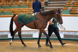 Lot  172 SHIT1337Tattersalls