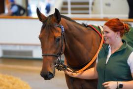 Lot  172 SHIT1381Tattersalls