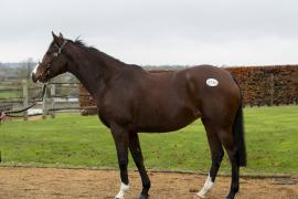 Lot  1731 TDM 1383Tattersalls