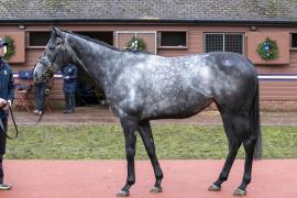 Lot  1733 TDM 1009Tattersalls