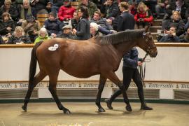 Lot  1736 TDM 7072Tattersalls