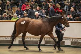 Lot  1736 TDM 7104Tattersalls