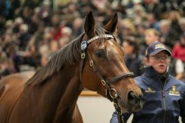 Lot  1736 TDM 7131Tattersalls