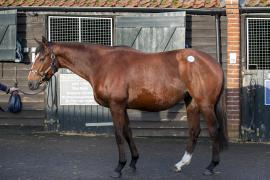 Lot  1737 TDM 0134Tattersalls