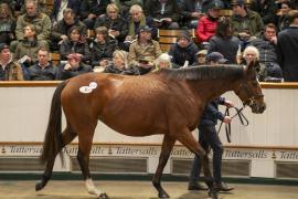 Lot  1737 TDM 7158Tattersalls