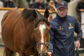 Lot  1737 TDM 7167Tattersalls