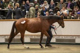 Lot  1737 TDM 7172Tattersalls