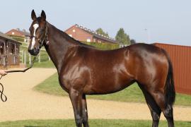 Lot  173 T B K1 V1009 Tattersalls