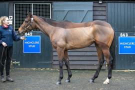 Lot  1740 TDM 0050Tattersalls