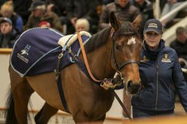 Lot  1740 TDM 7604Tattersalls