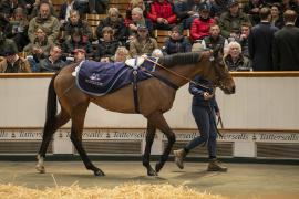 Lot  1740 TDM 7622Tattersalls