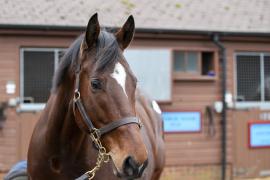 Lot  1742 TDM 1047Tattersalls