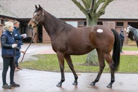 Lot  1742 TDM 1131Tattersalls