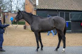 Lot  1743 TDM 0250Tattersalls