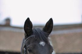 Lot  1743 TDM 0299Tattersalls