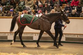 Lot  1743 TDM 7689Tattersalls