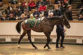 Lot  1743 TDM 7695Tattersalls