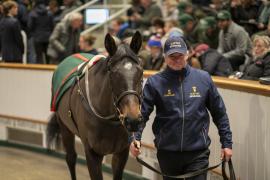 Lot  1743 TDM 7792Tattersalls