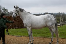 Lot  1747 TDM 1480Tattersalls