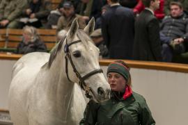 Lot  1747 TDM 7986Tattersalls