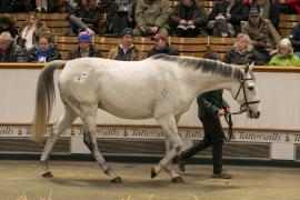 Lot  1747 TDM 8008Tattersalls