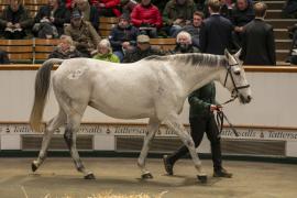 Lot  1747 TDM 8016Tattersalls